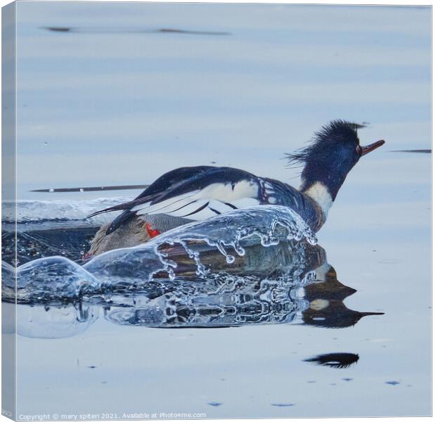 Red Breasted Merganser with the splashes of water captured looking like ice. Canvas Print by mary spiteri