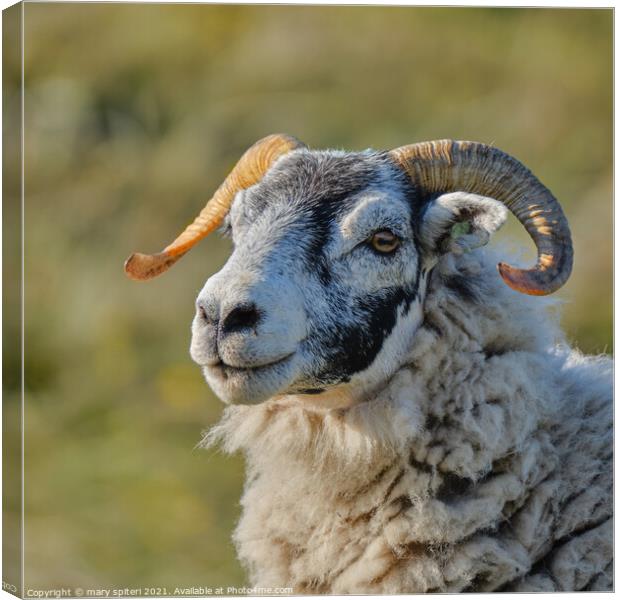 A close up of a stunning ram stunning eyes Canvas Print by mary spiteri