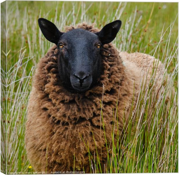 A blackfaced sheep , coffee coloured coat with golden eyes Canvas Print by mary spiteri