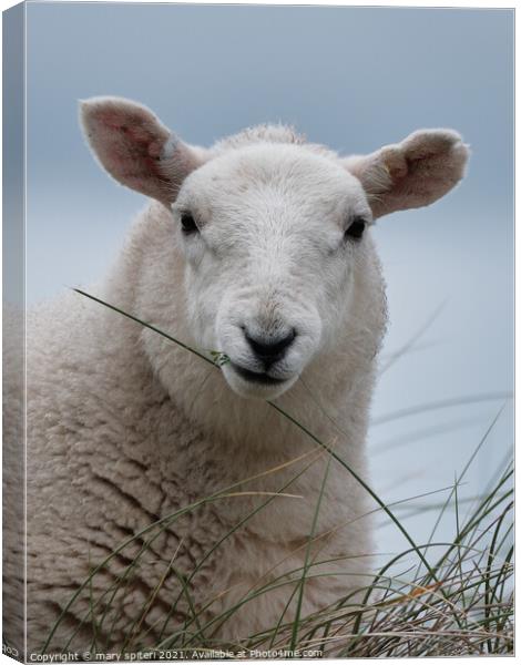 Fluffy white sheep with pale blue skies behind. Canvas Print by mary spiteri