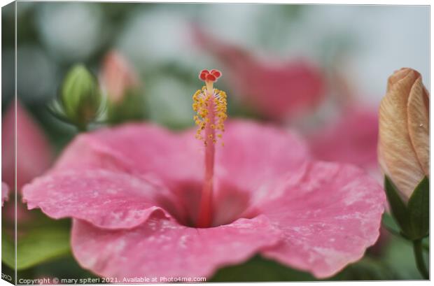 Incredible Pink Flower for your valentine Canvas Print by mary spiteri