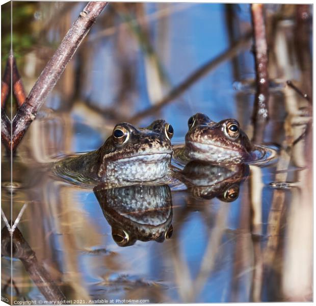Beautiful pair of frogs with their perfect reflections Canvas Print by mary spiteri
