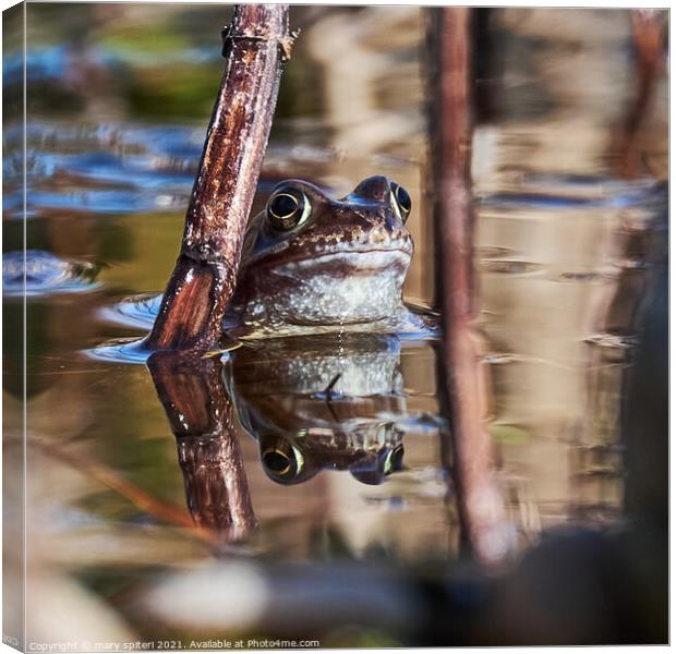Beautiful garden frog between two stems of grass.. Canvas Print by mary spiteri