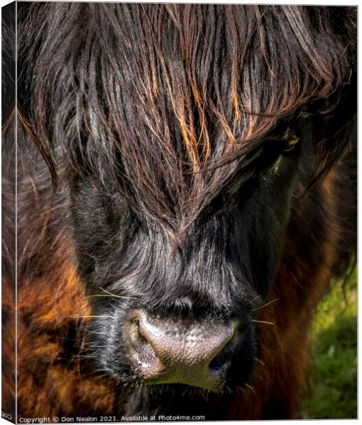 Highland cow - Black and Tan Canvas Print by Don Nealon