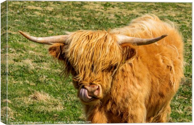 Highland cow - lick it Canvas Print by Don Nealon