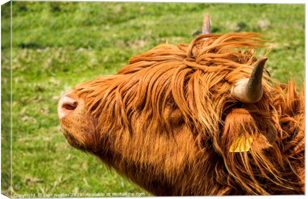 Highland cow - Heads up Canvas Print by Don Nealon