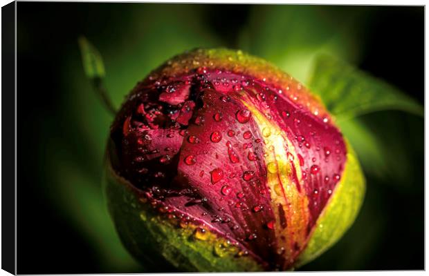 Radiant Red Peony Bloom Canvas Print by Don Nealon