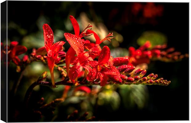 Red Crocosmia Canvas Print by Don Nealon