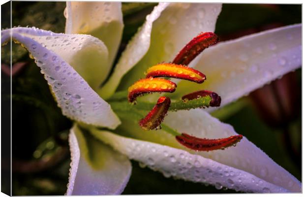 Rainkissed White Lily Canvas Print by Don Nealon