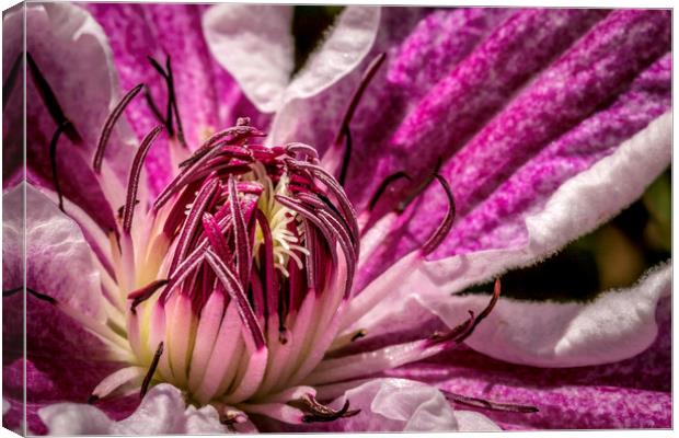 Enchanting Clematis Blossom Canvas Print by Don Nealon