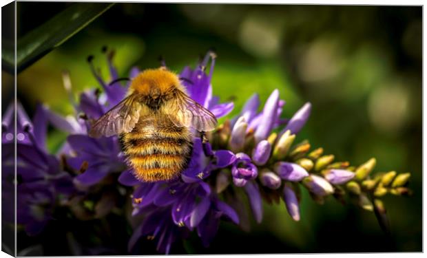 Busy Bee Canvas Print by Don Nealon