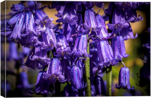 Enchanting Bluebell Symphony Canvas Print by Don Nealon