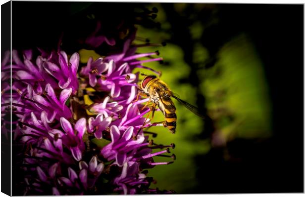 Hoverfly Canvas Print by Don Nealon