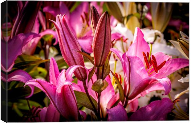 Enchanting Pink Lily Canvas Print by Don Nealon