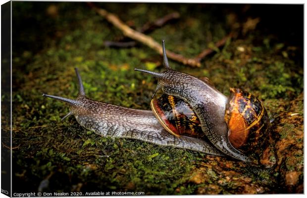 Garden snail hitching a ride Canvas Print by Don Nealon