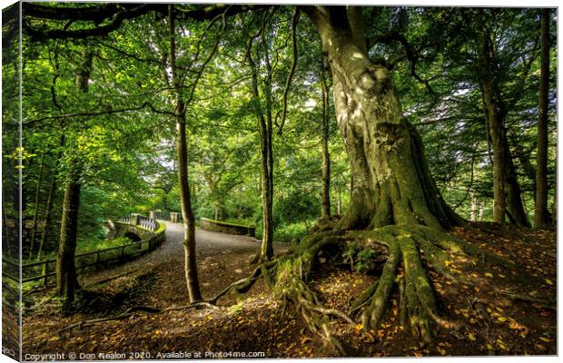 Majestic Leaning Tree in Aden Country Park Canvas Print by Don Nealon