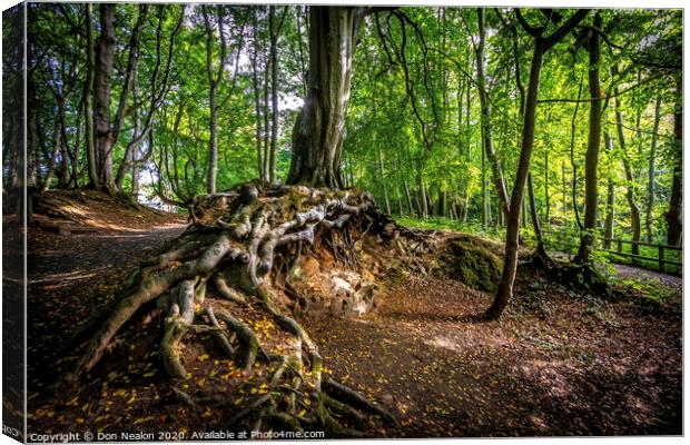 Majestic Tree Roots Canvas Print by Don Nealon