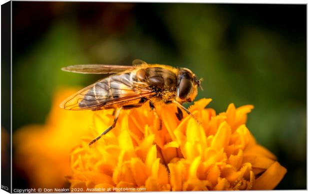 Pollinating Hoverfly Canvas Print by Don Nealon