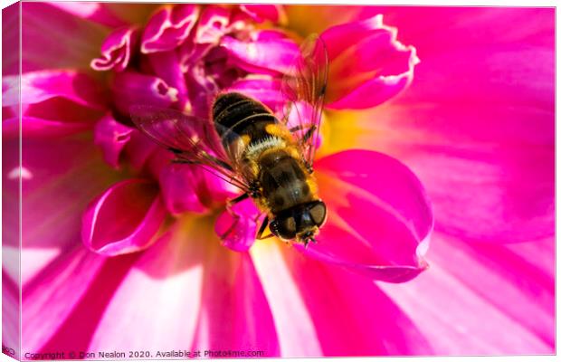 Vibrant Pink Dahlia and Hoverfly Canvas Print by Don Nealon