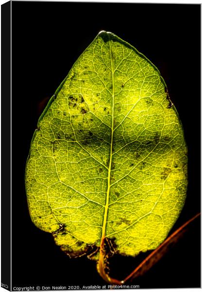 Glowing Honeysuckle Leaf Canvas Print by Don Nealon