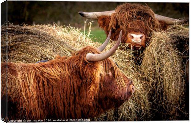 Majestic Highland Cattle Grazing Canvas Print by Don Nealon