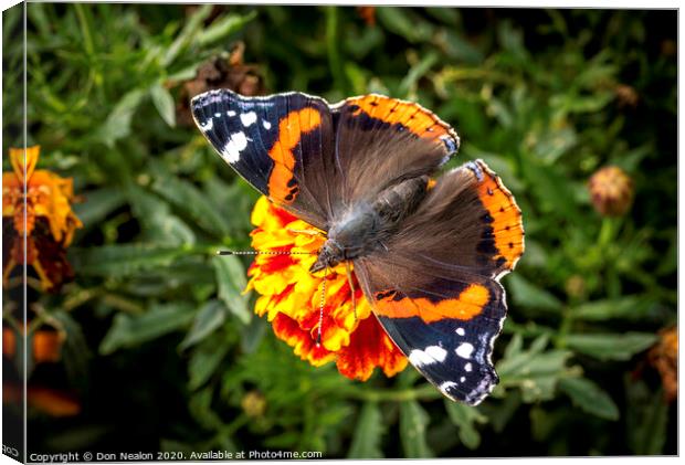 Majestic Red Admiral Butterfly Canvas Print by Don Nealon