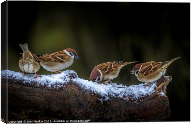 A collection of sparrows Canvas Print by Don Nealon