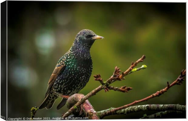 Majestic Starling on a Branch Canvas Print by Don Nealon