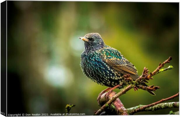 Majestic Starling on the Branch Canvas Print by Don Nealon
