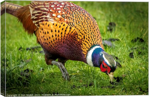 A Pheasant looking for food Canvas Print by Don Nealon