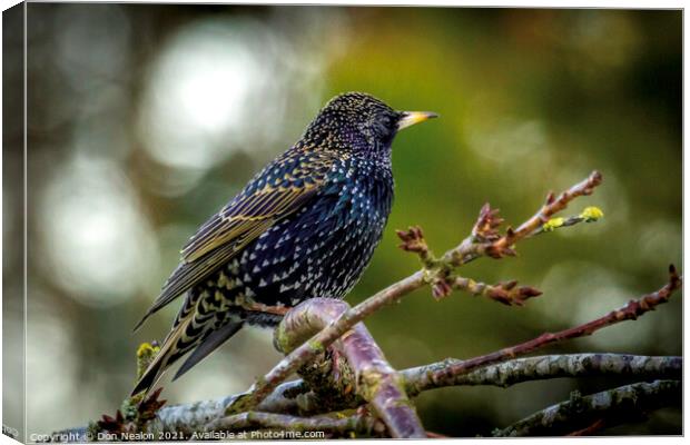 Majestic Starling Beauty Canvas Print by Don Nealon