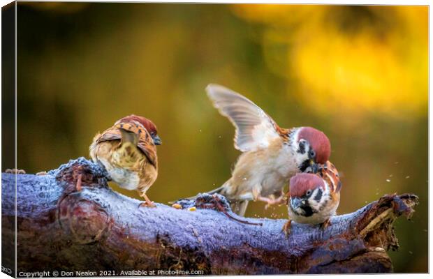 The Delightful Tree Sparrows Canvas Print by Don Nealon