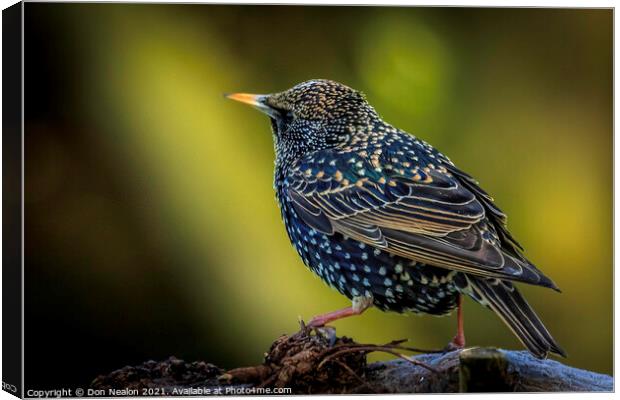 Majestic Starling on a Branch Canvas Print by Don Nealon