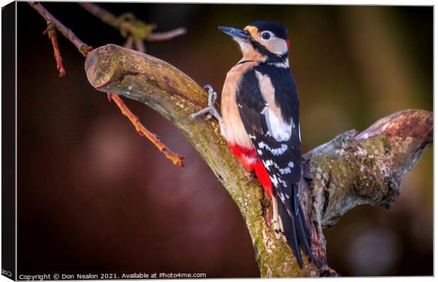 Great spotted woodpecker Canvas Print by Don Nealon