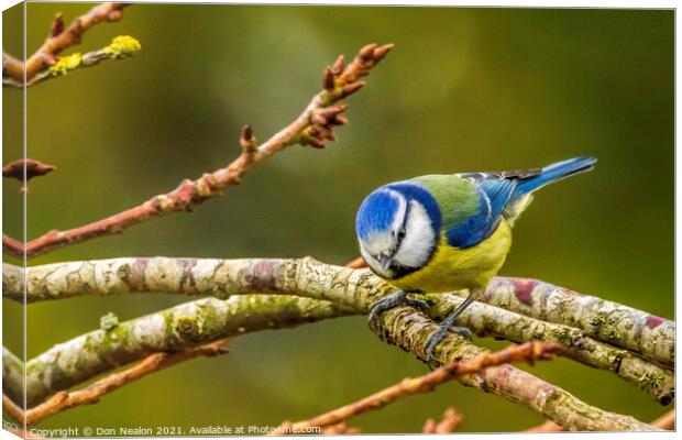 Vibrant Blue Tit Perched Canvas Print by Don Nealon