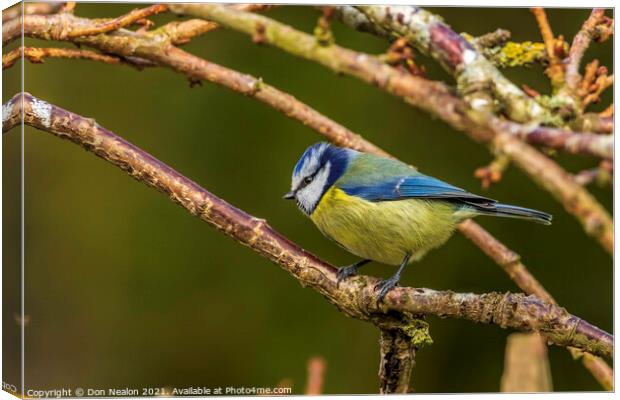 Beauty in Blue and Yellow Canvas Print by Don Nealon