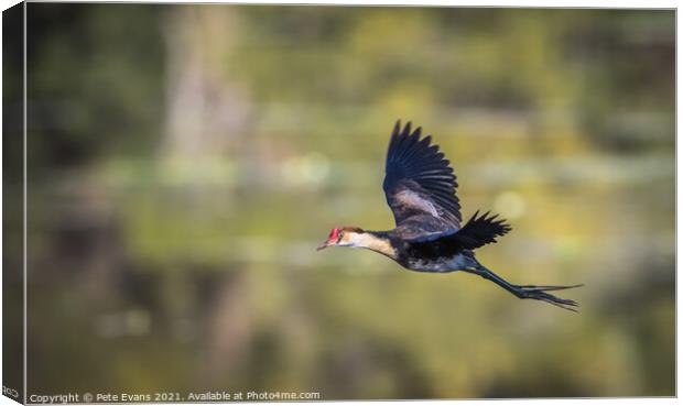 A bird flying across a lake Canvas Print by Pete Evans