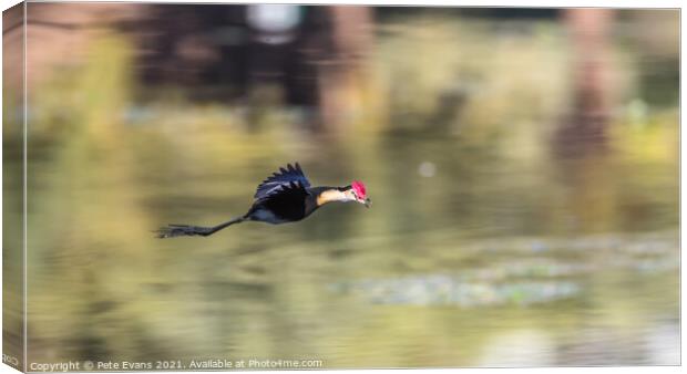 Jacana in Flight Canvas Print by Pete Evans