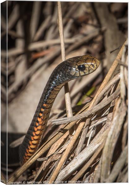 Beautiful Reptile Canvas Print by Pete Evans