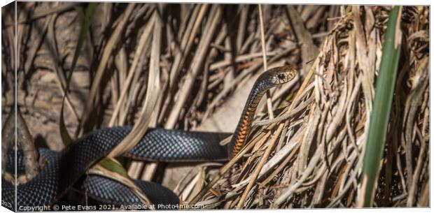 A Snake in the Sun Canvas Print by Pete Evans