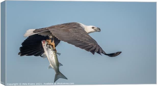 Sea Eagle with fish Canvas Print by Pete Evans
