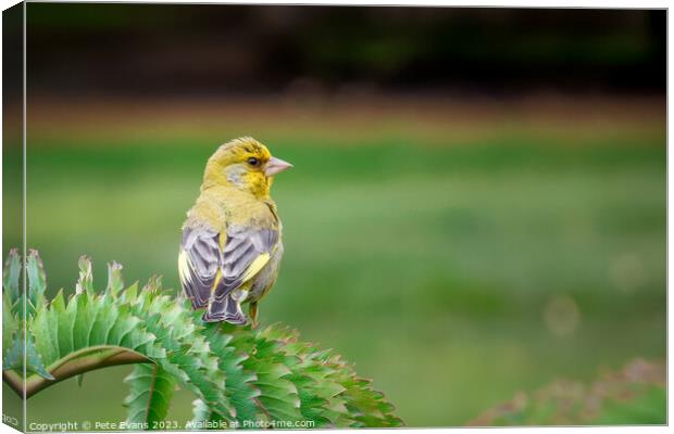 The Greenfinch Canvas Print by Pete Evans