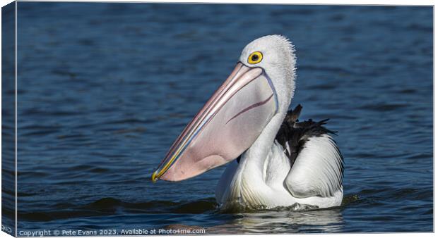 The Pelican Canvas Print by Pete Evans