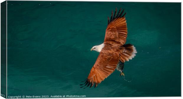 Others Kite with Fish Canvas Print by Pete Evans