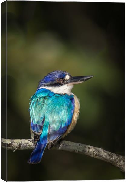 The Forest Kingfisher Canvas Print by Pete Evans