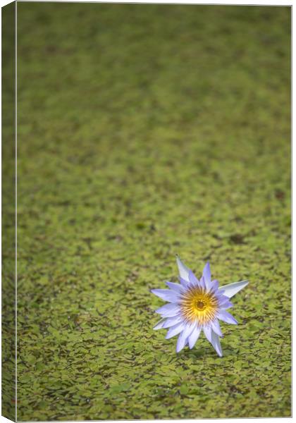 Lily in a pond  Canvas Print by Pete Evans