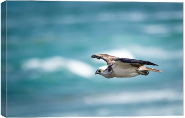 Osprey Cruise Control Canvas Print by Pete Evans