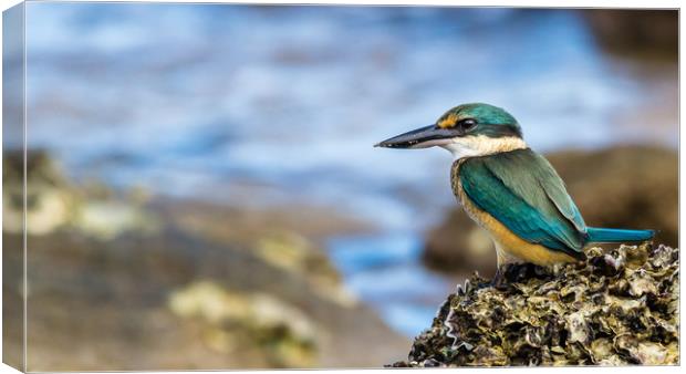Sacred Kingfisher Canvas Print by Pete Evans