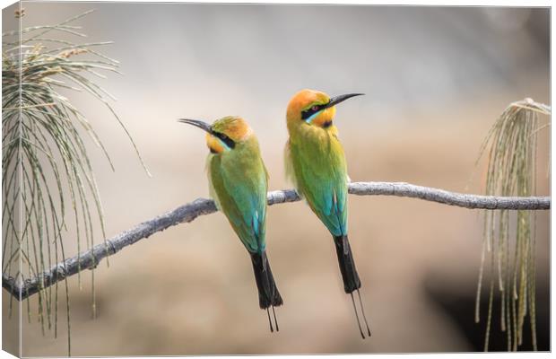 Rainbow Bee-eaters Resting Canvas Print by Pete Evans