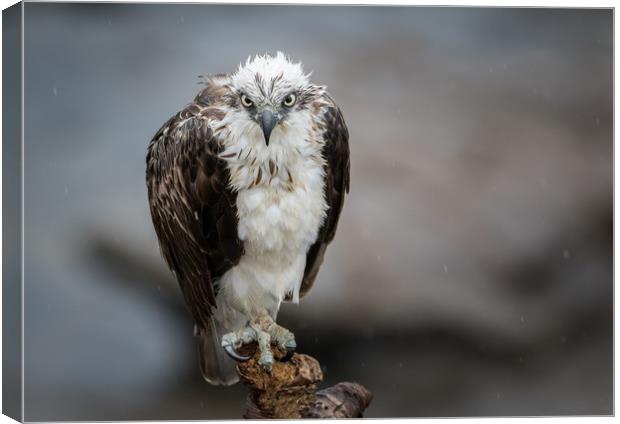 Osprey in the rain Canvas Print by Pete Evans